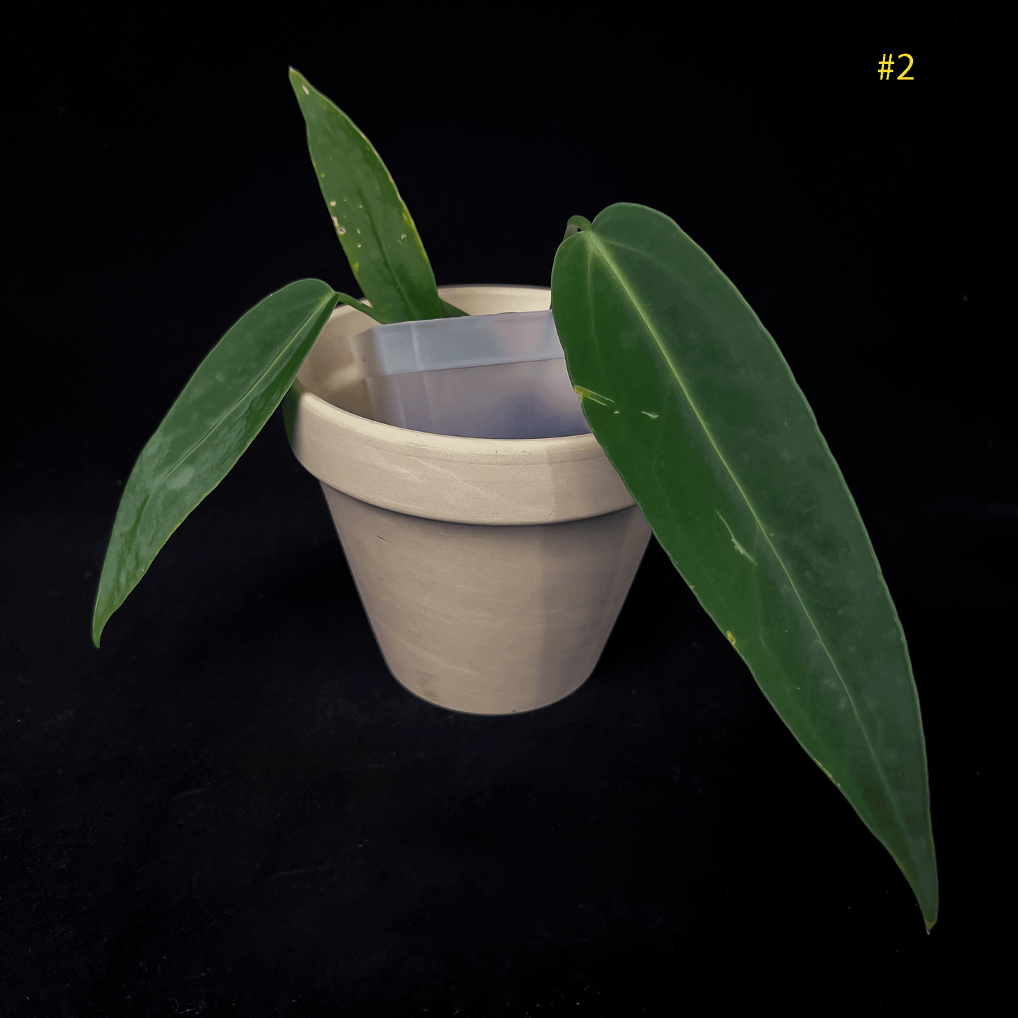 Anthurium Warocqueanum Dark Narrow