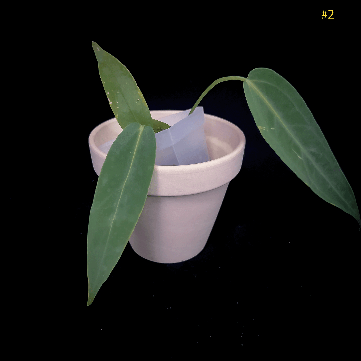 Anthurium Warocqueanum Dark Narrow