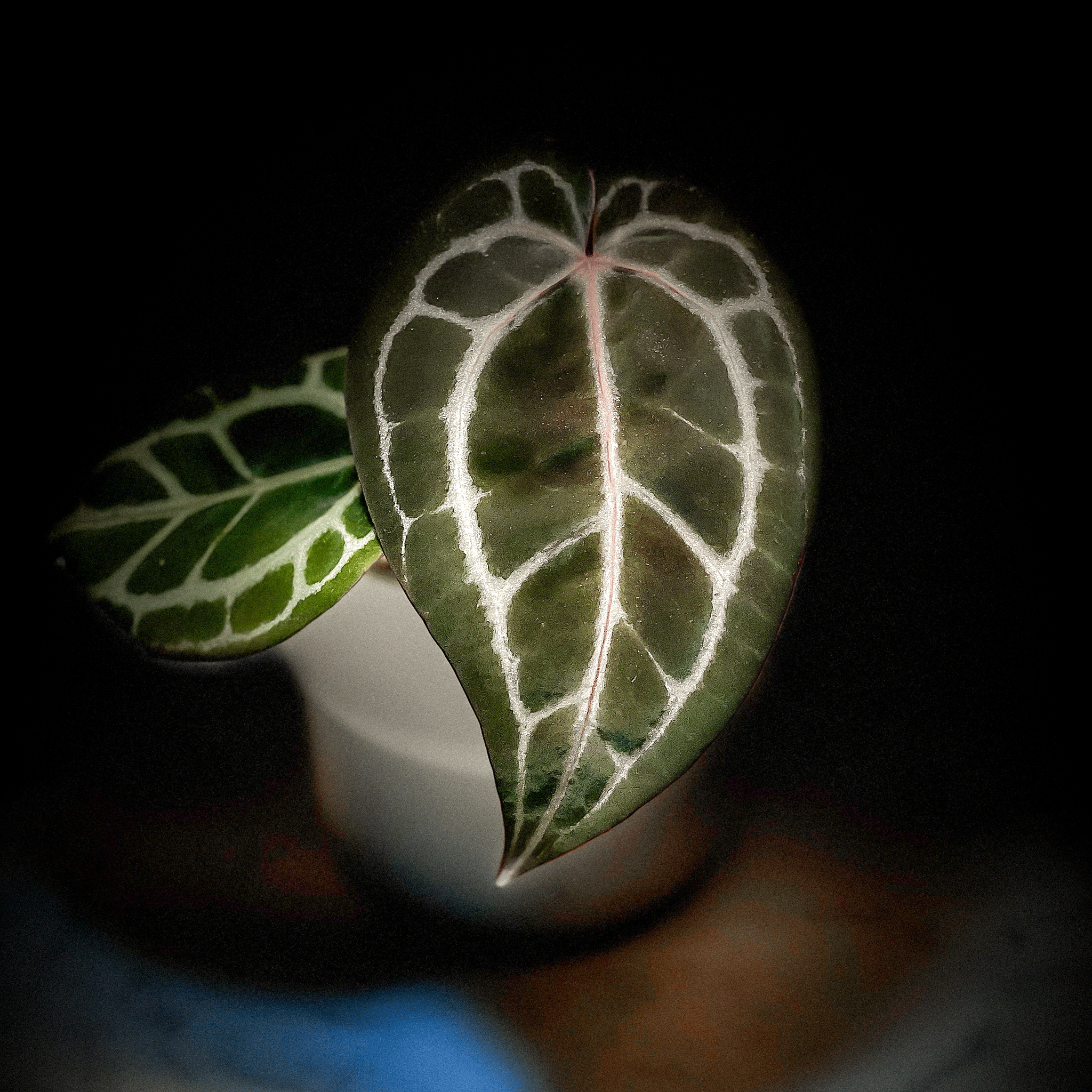 ANTHURIUM MICHELLE X ZARA | Best Anthurium Store – ProtoLeaf