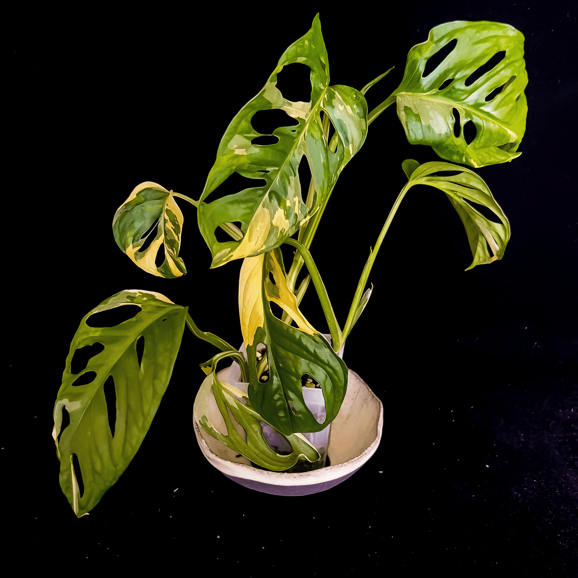 Monstera Adansonii Aurea Variegated