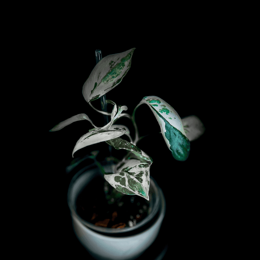 Scindapsus Jade Satin Albo Variegated