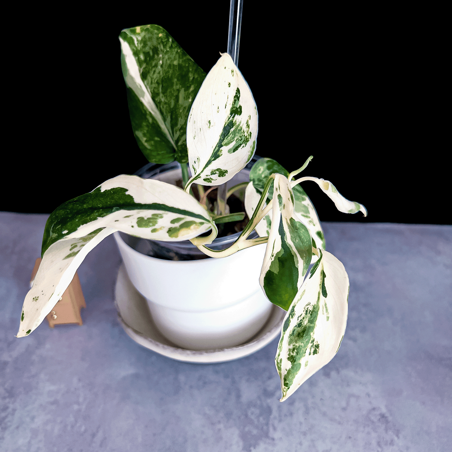 Scindapsus Jade Satin Albo Variegated