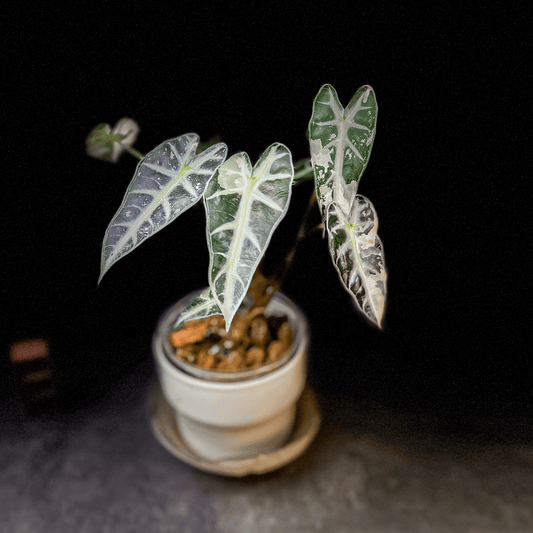 Alocasia Bambino Pink Variegated