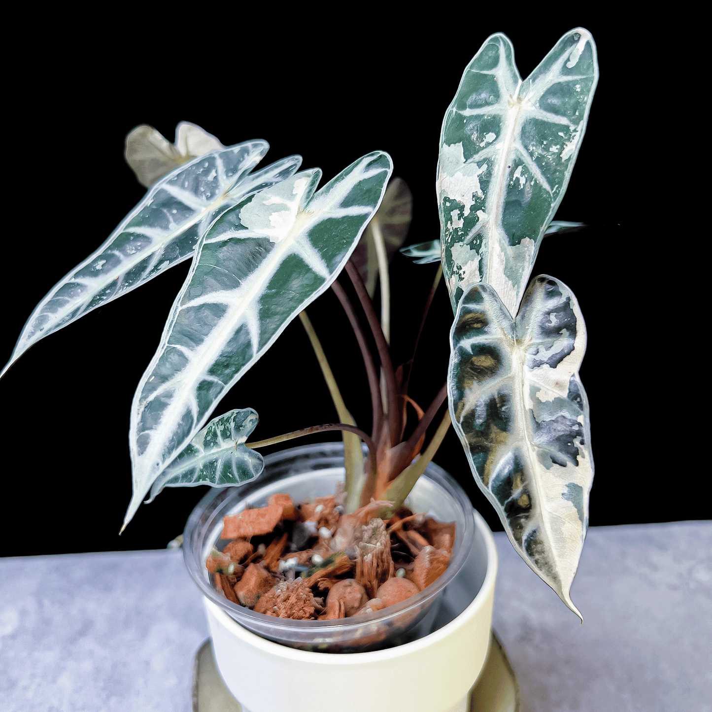 Alocasia Bambino Pink Variegated