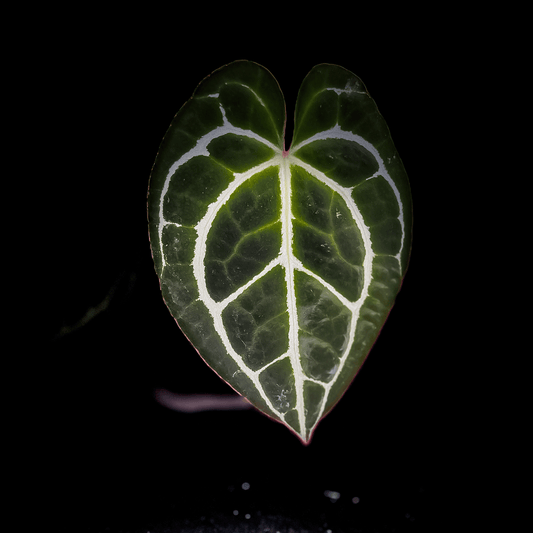 Anthurium King Crystallinum, Crystallinum Minahasa