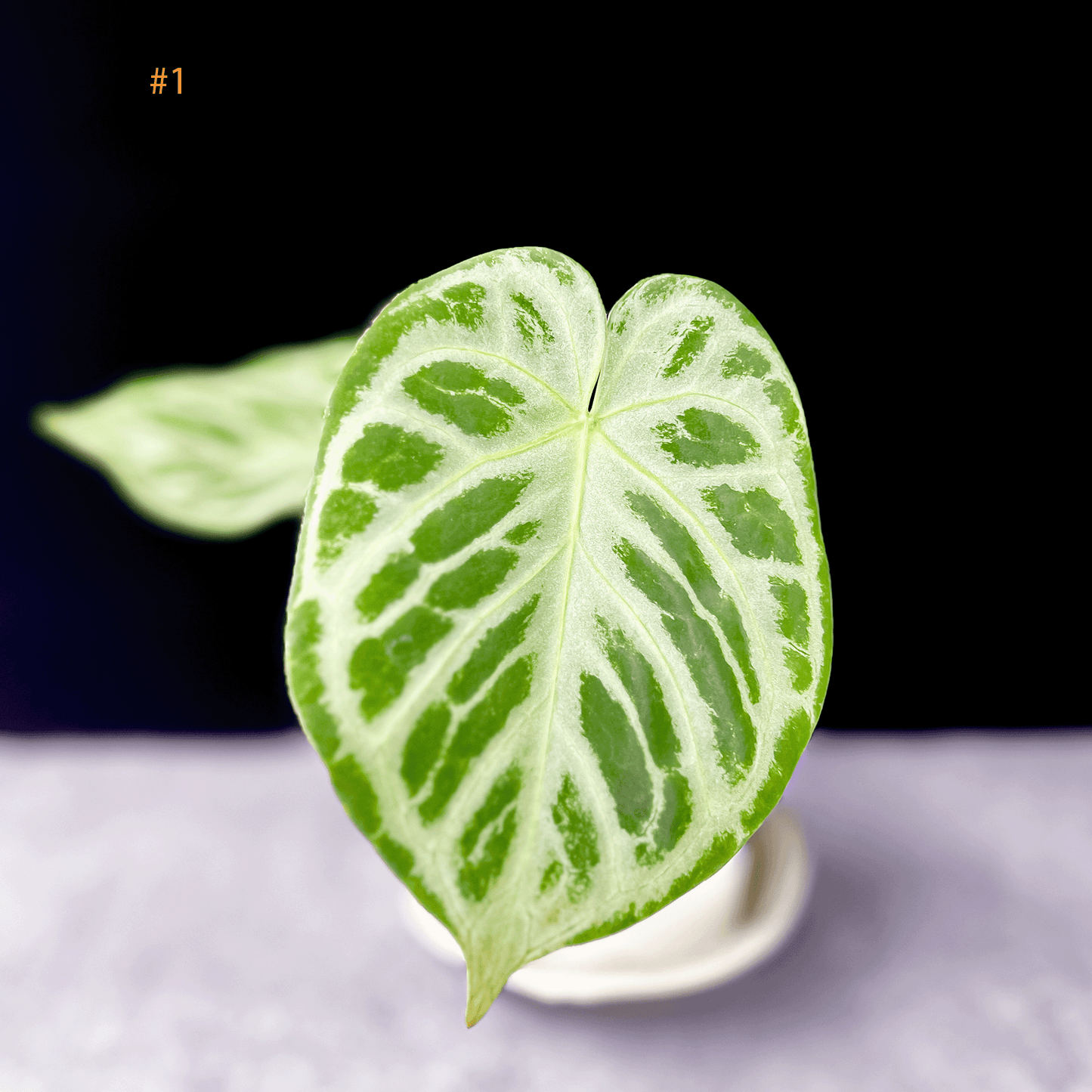 Anthurium Silver Blush