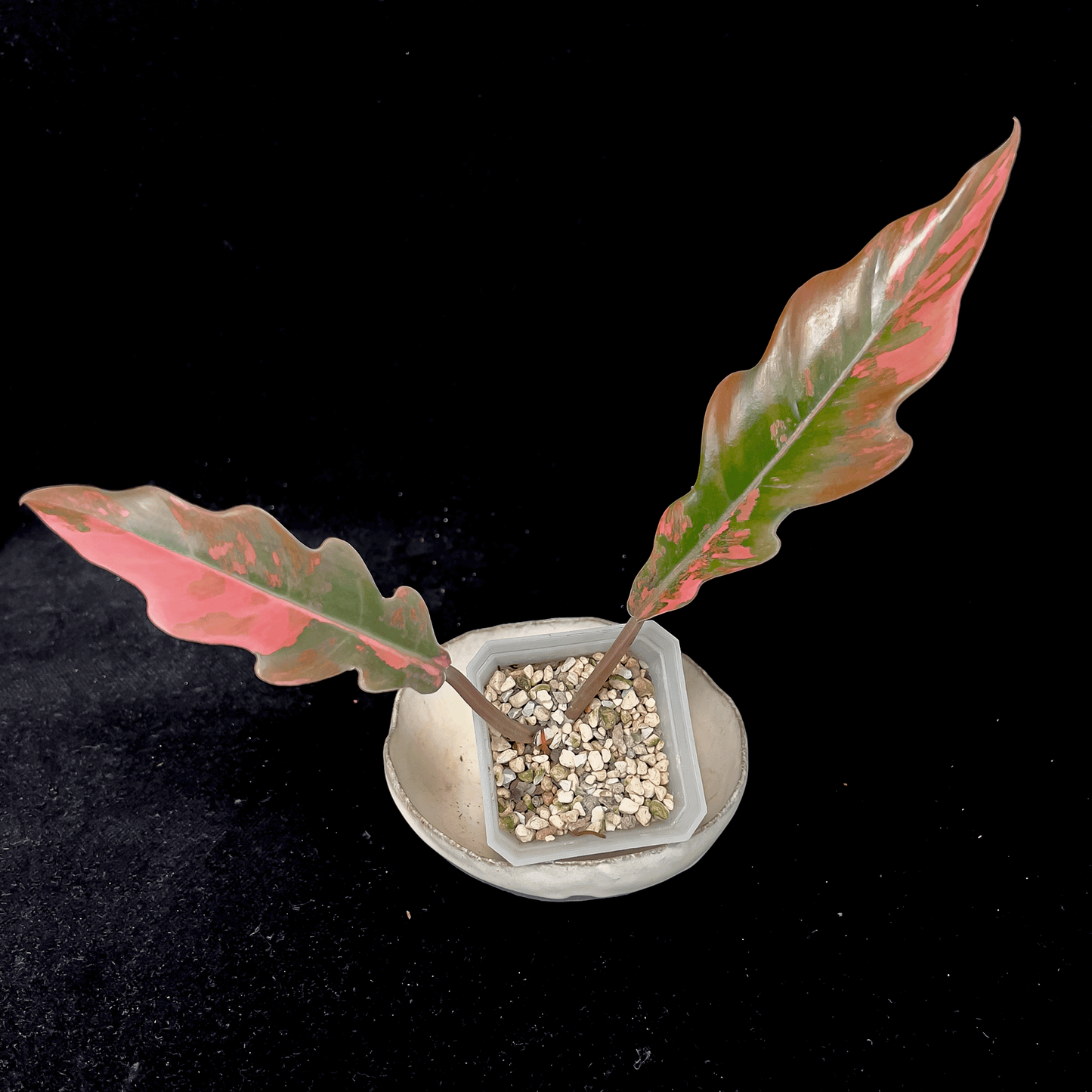 Philodendron Caramel Marble