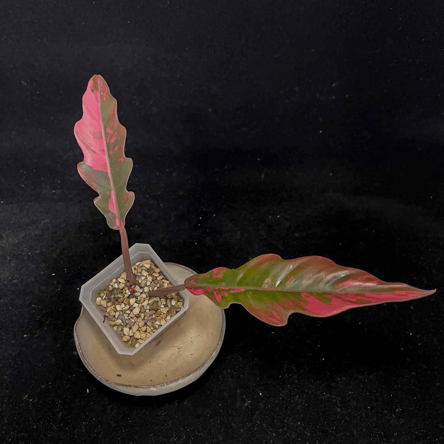 Philodendron Caramel Marble