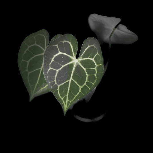 Anthurium Clarinervium
