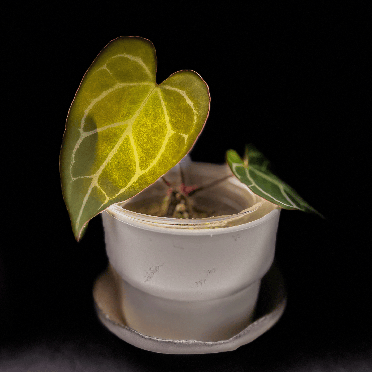 Anthurium Crystallinum