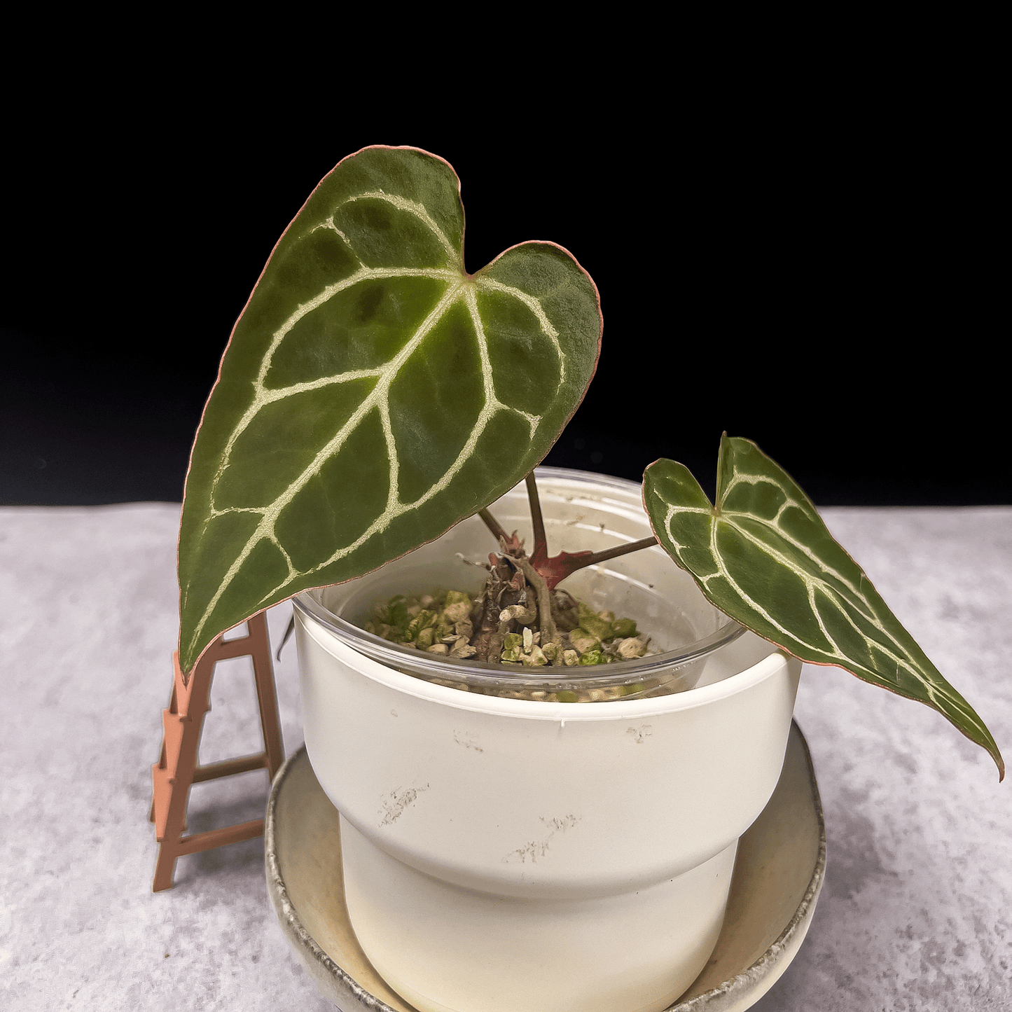 Anthurium Crystallinum