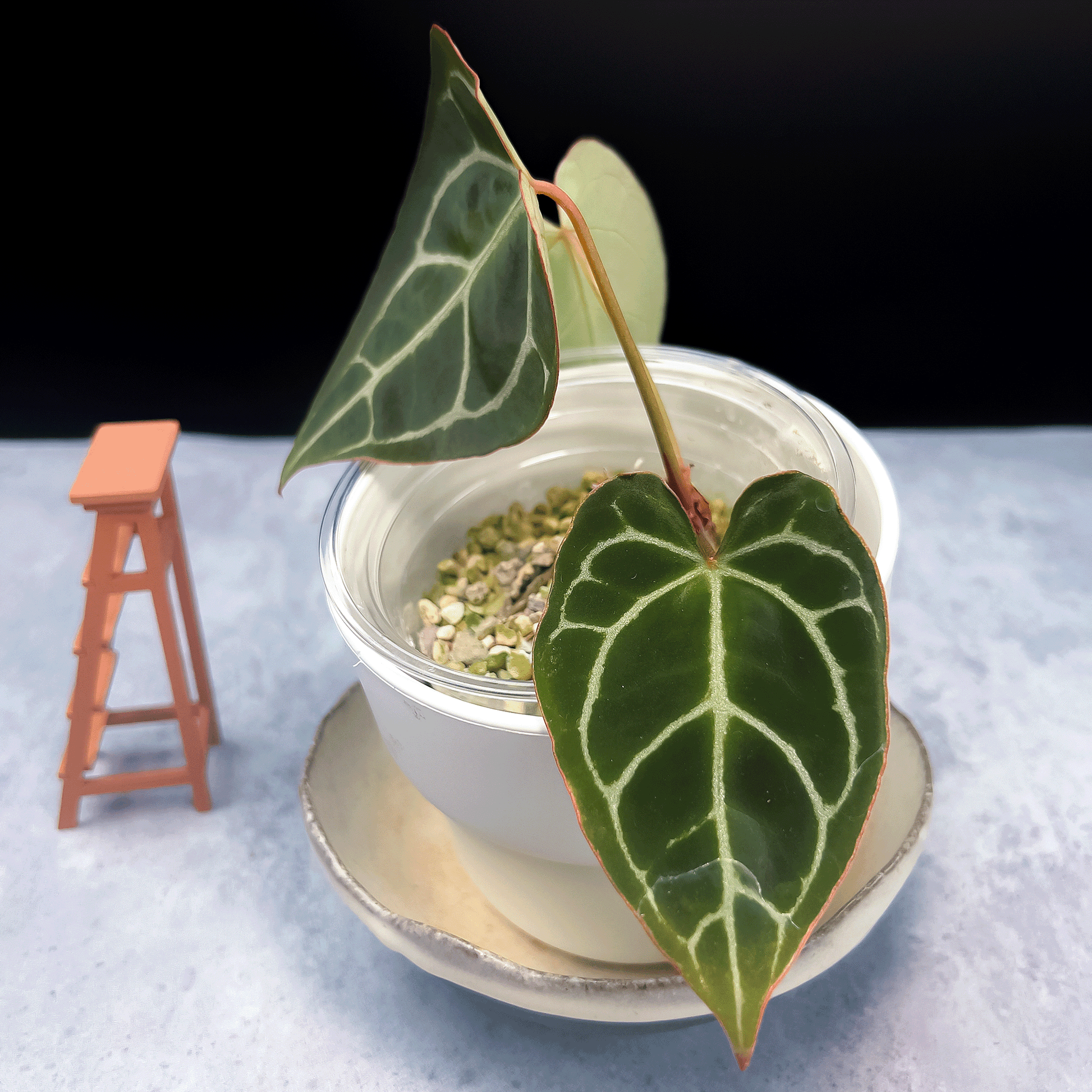 Anthurium Crystallinum