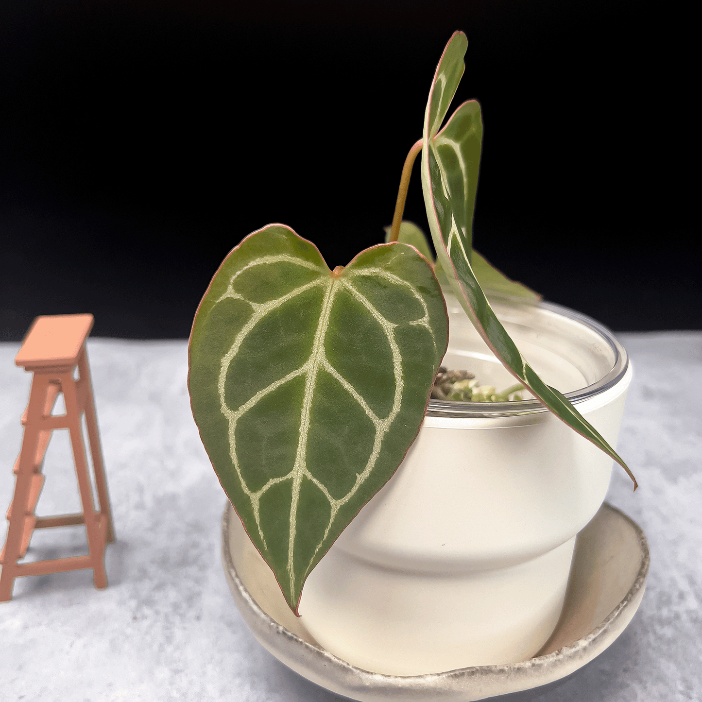 Anthurium Crystallinum