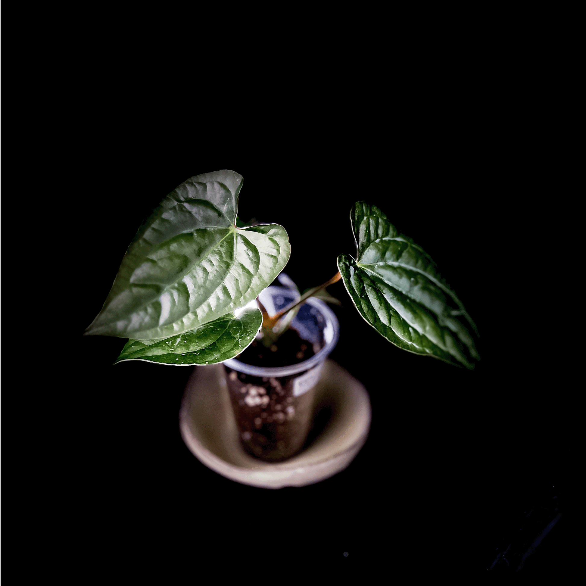 Anthurium Luxurians x Dark Phoenix