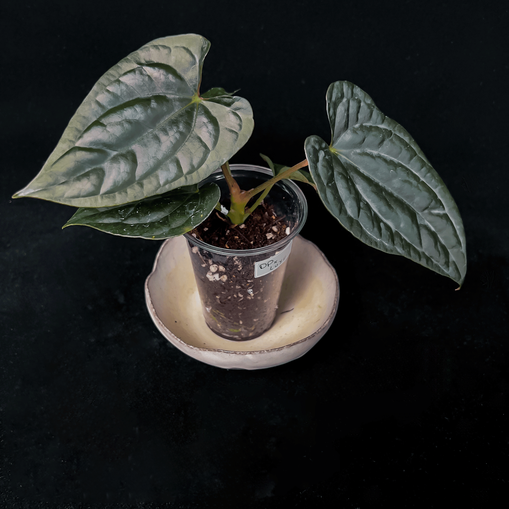 Anthurium Luxurians x Dark Phoenix