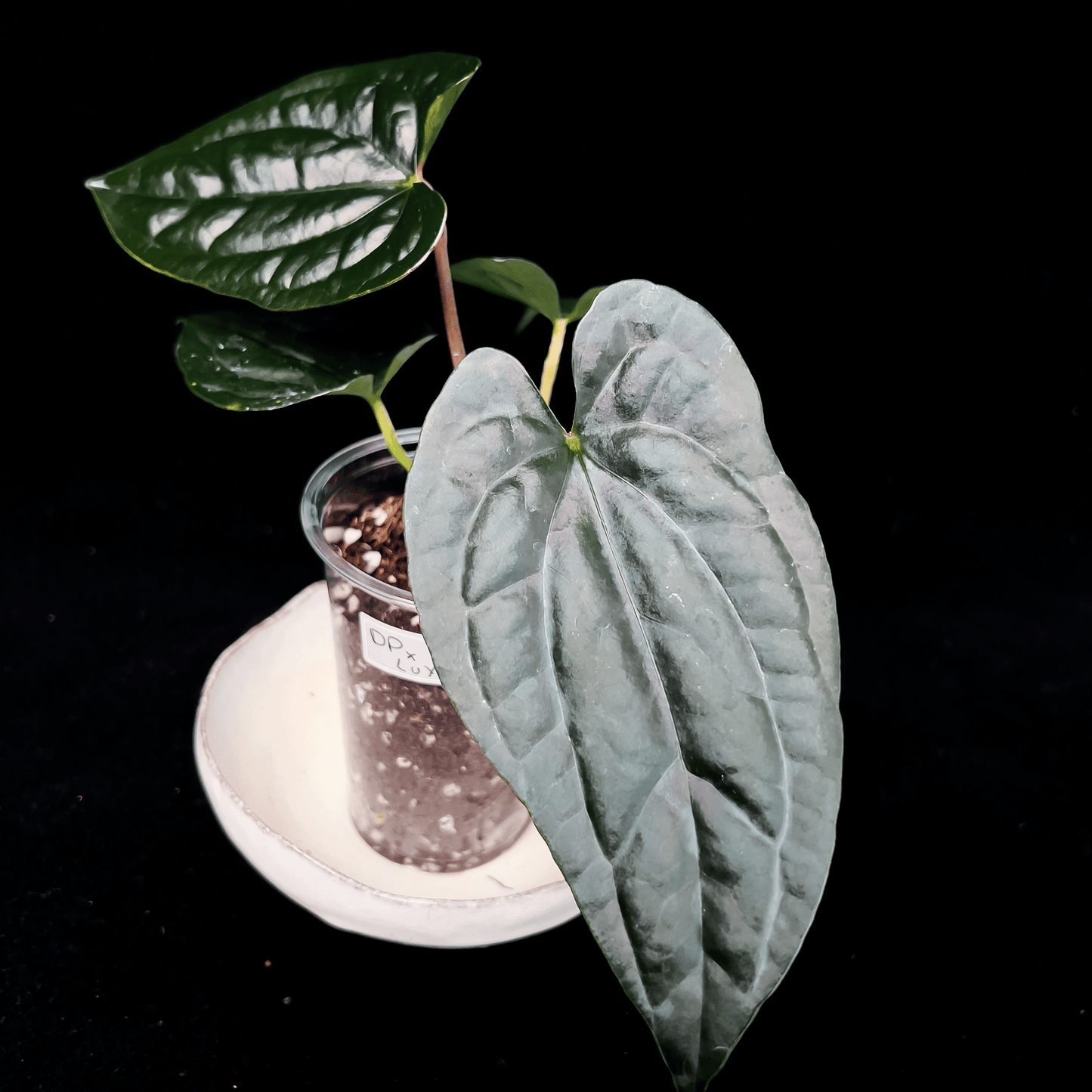 Anthurium Luxurians x Dark Phoenix