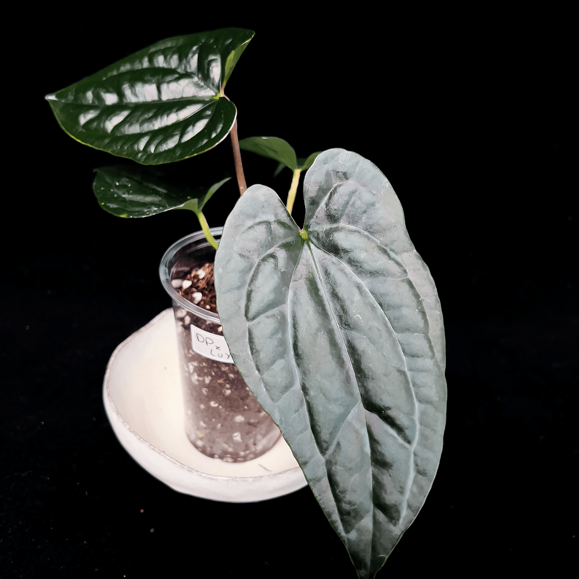 Anthurium Luxurians x Dark Phoenix