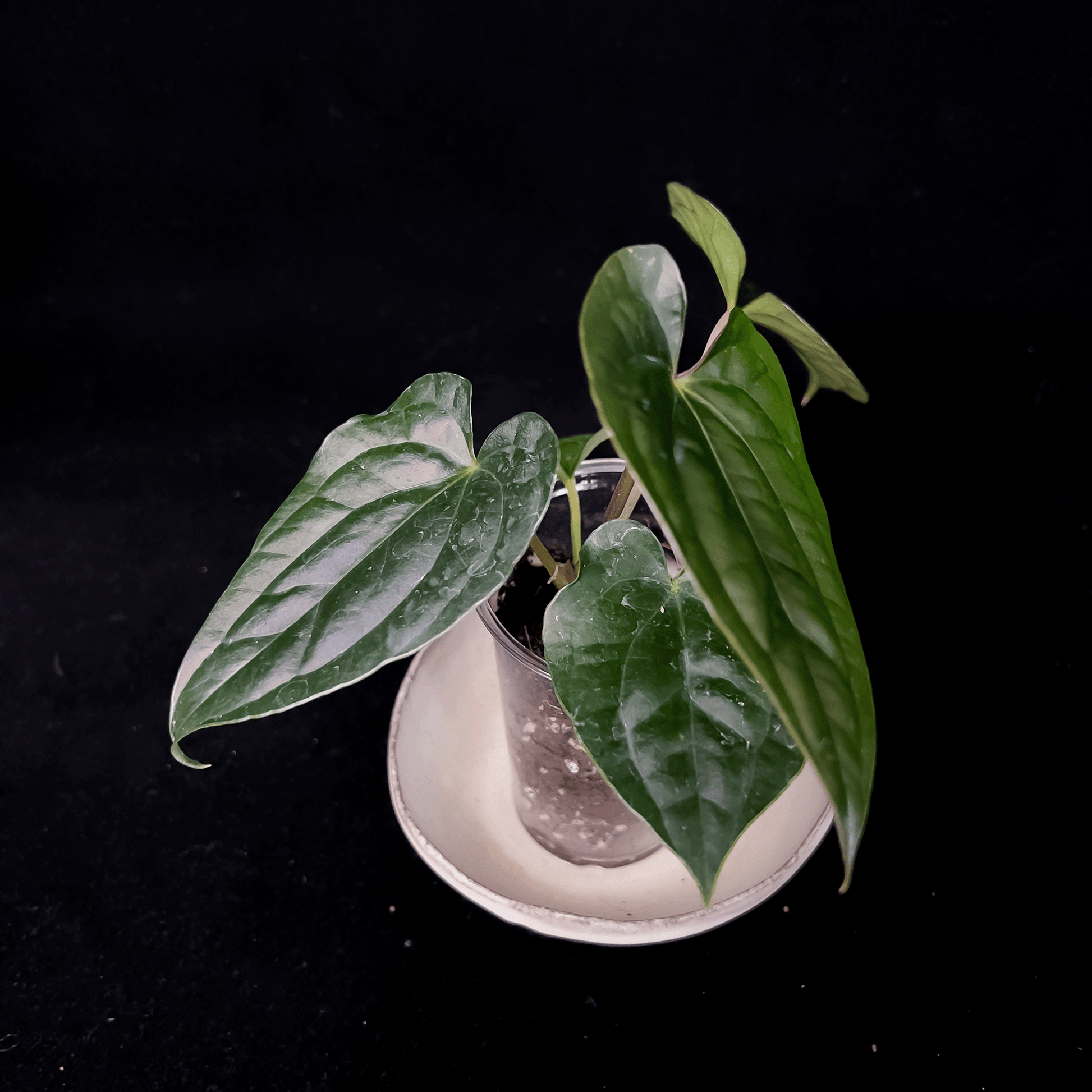 Anthurium Luxurians x Dark Phoenix