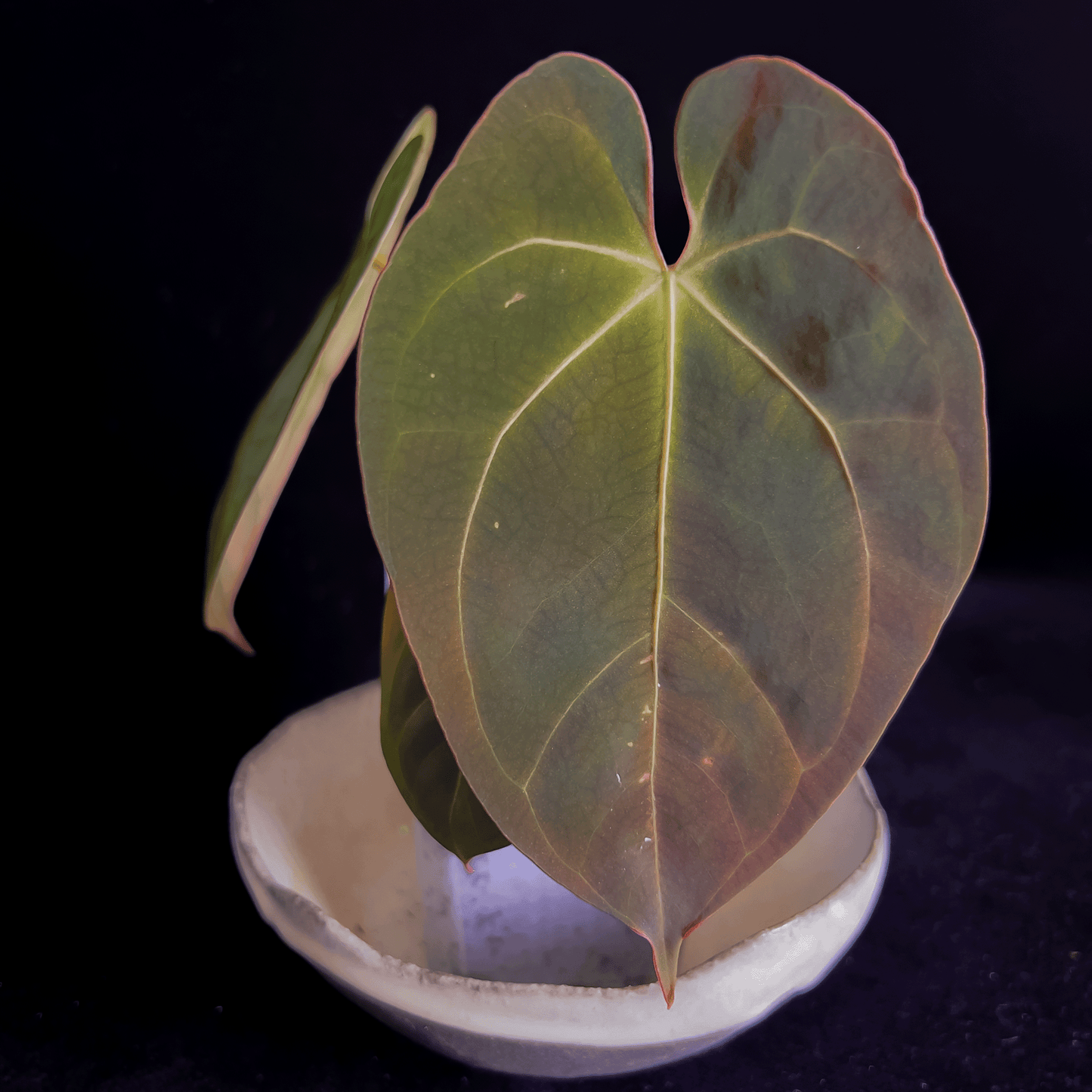 Anthurium Dressleri