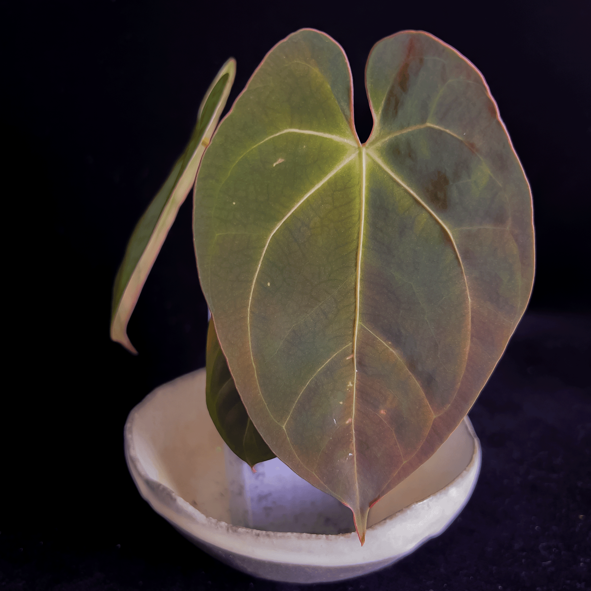 Anthurium Dressleri