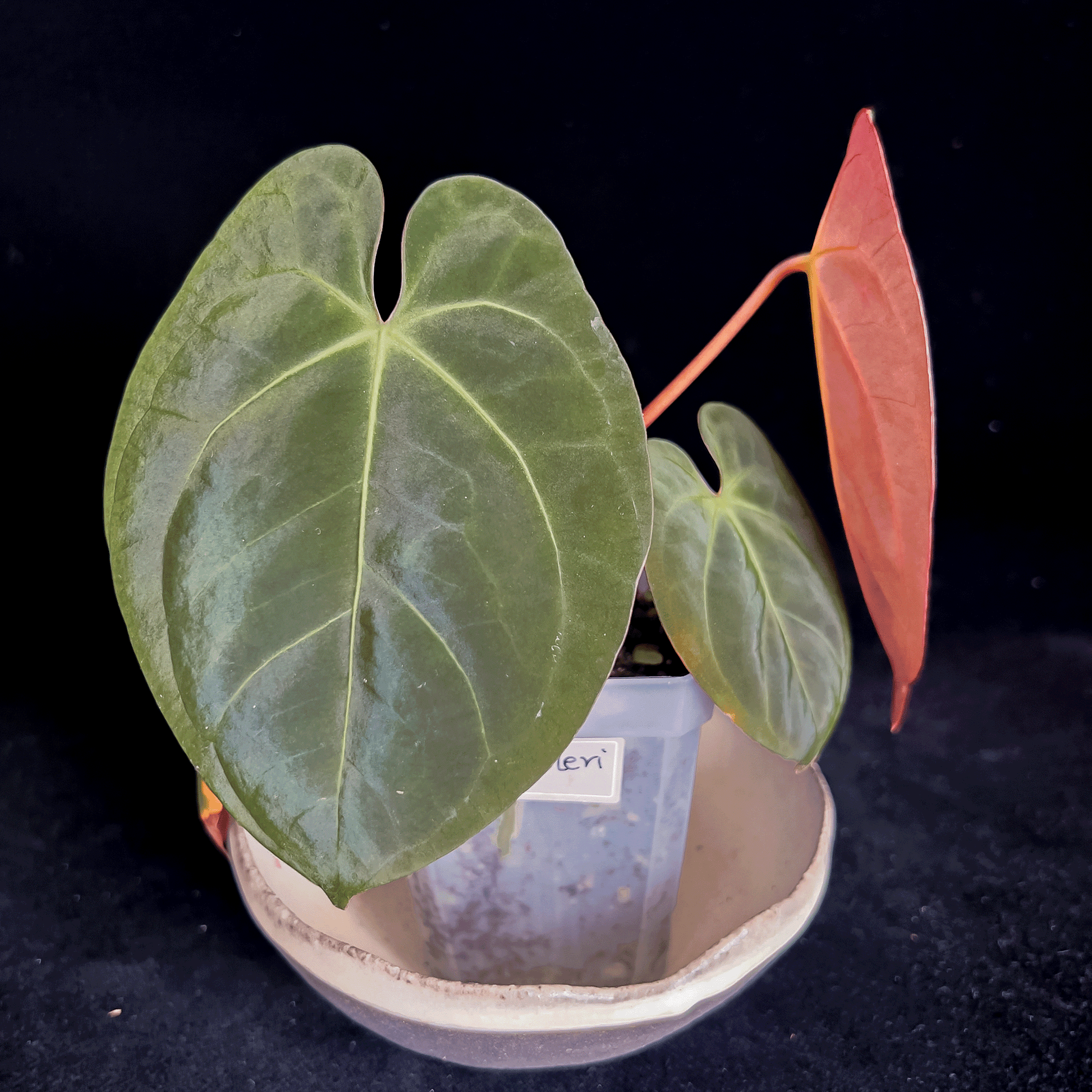 Anthurium Dressleri