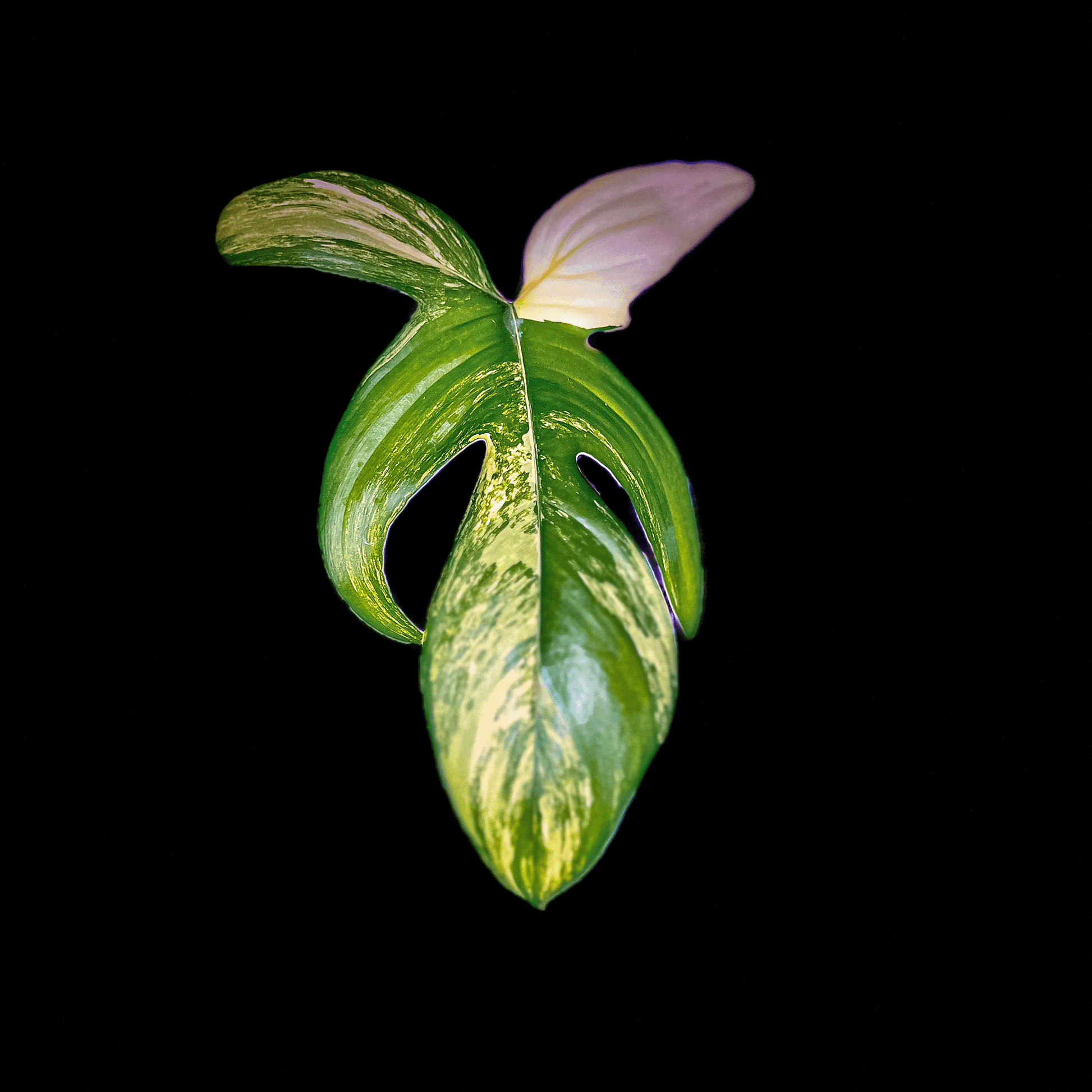 Philodendron Florida Beauty