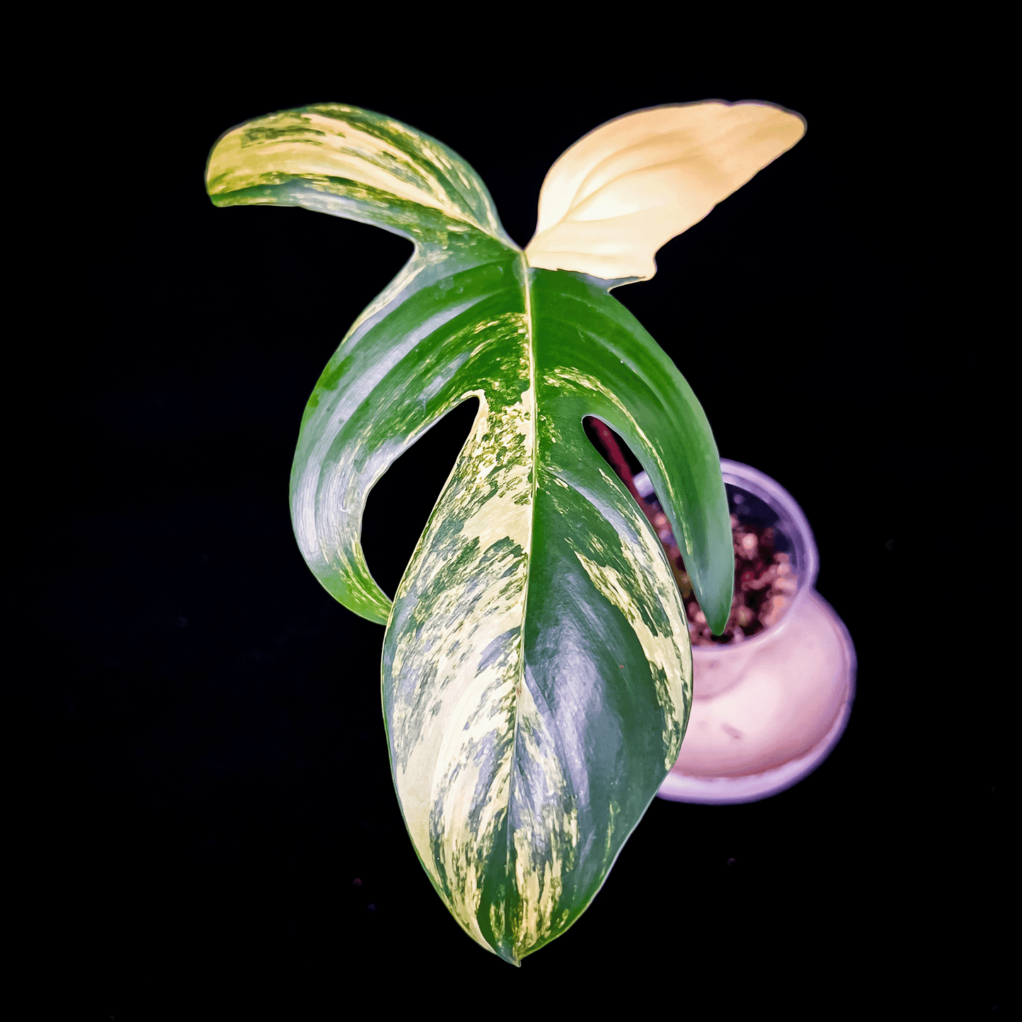 Philodendron Florida Beauty