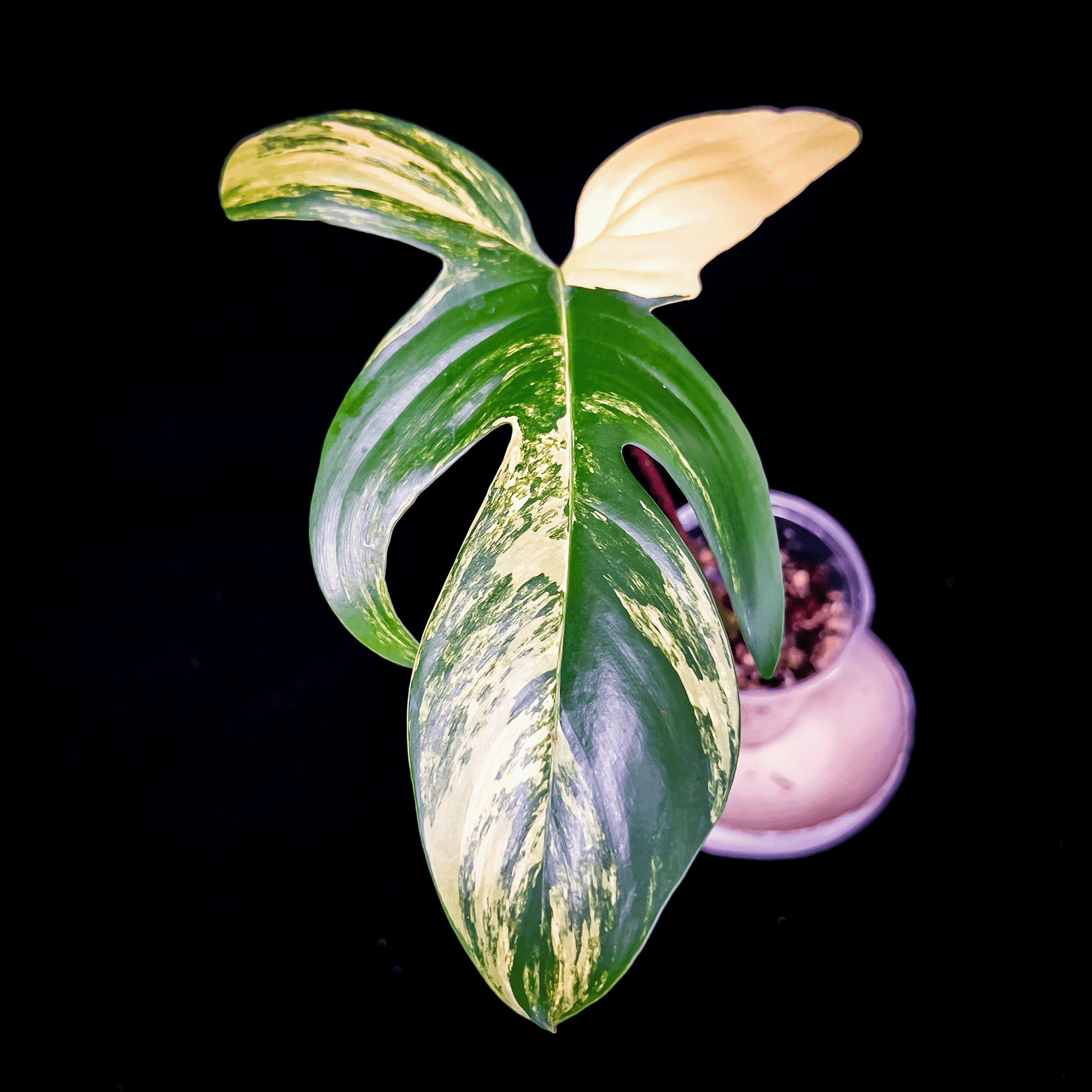 Philodendron Florida Beauty