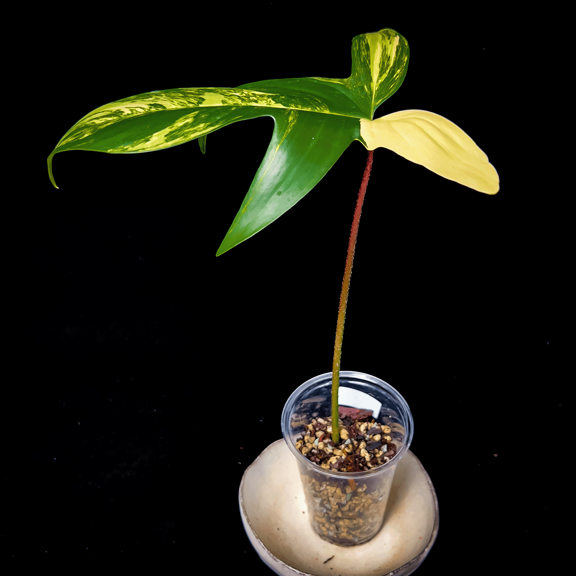 Philodendron Florida Beauty