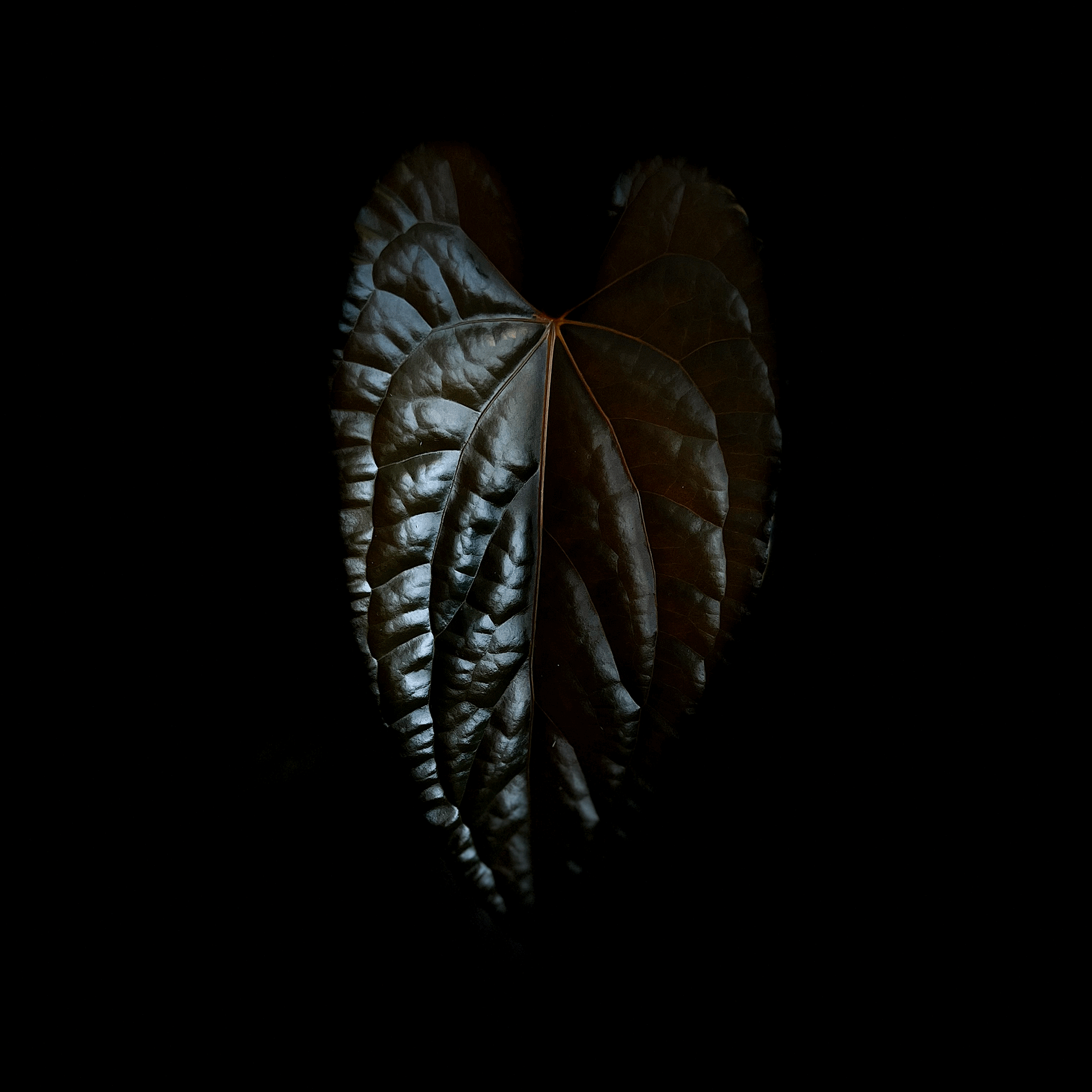 Anthurium luxurians |Anthurium papillilaminum – ProtoLeaf Anthurium luxurians |Anthurium papillilaminum – ProtoLeaf