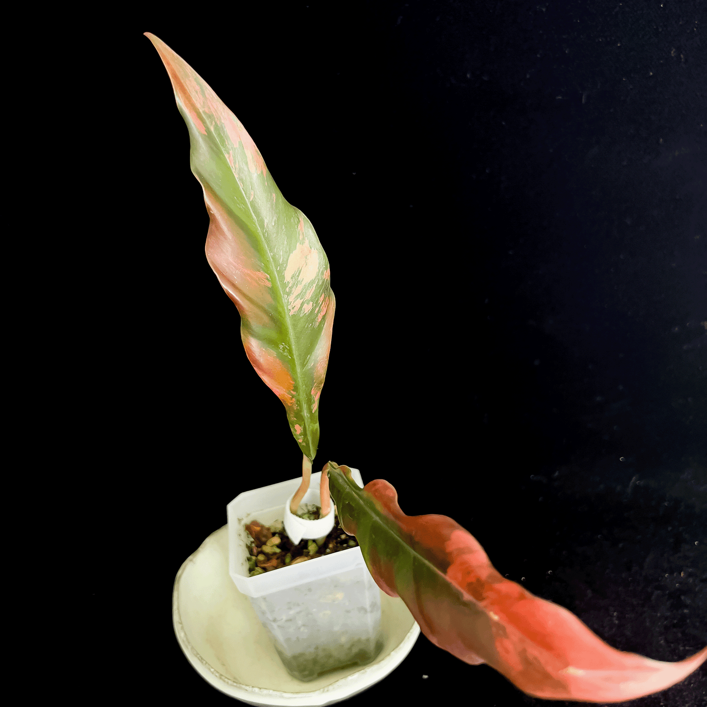 Philodendron Caramel Marble