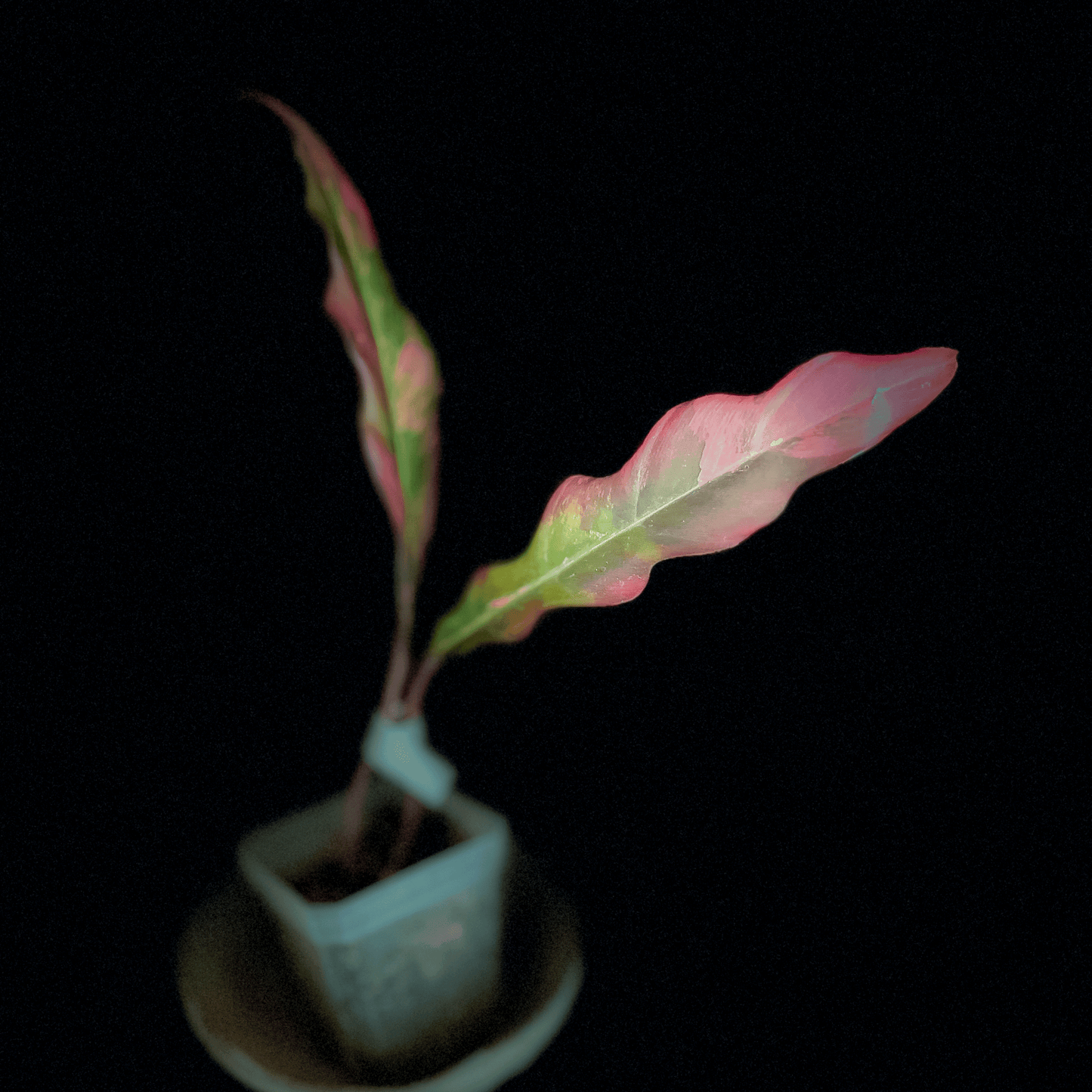 Philodendron Caramel Marble