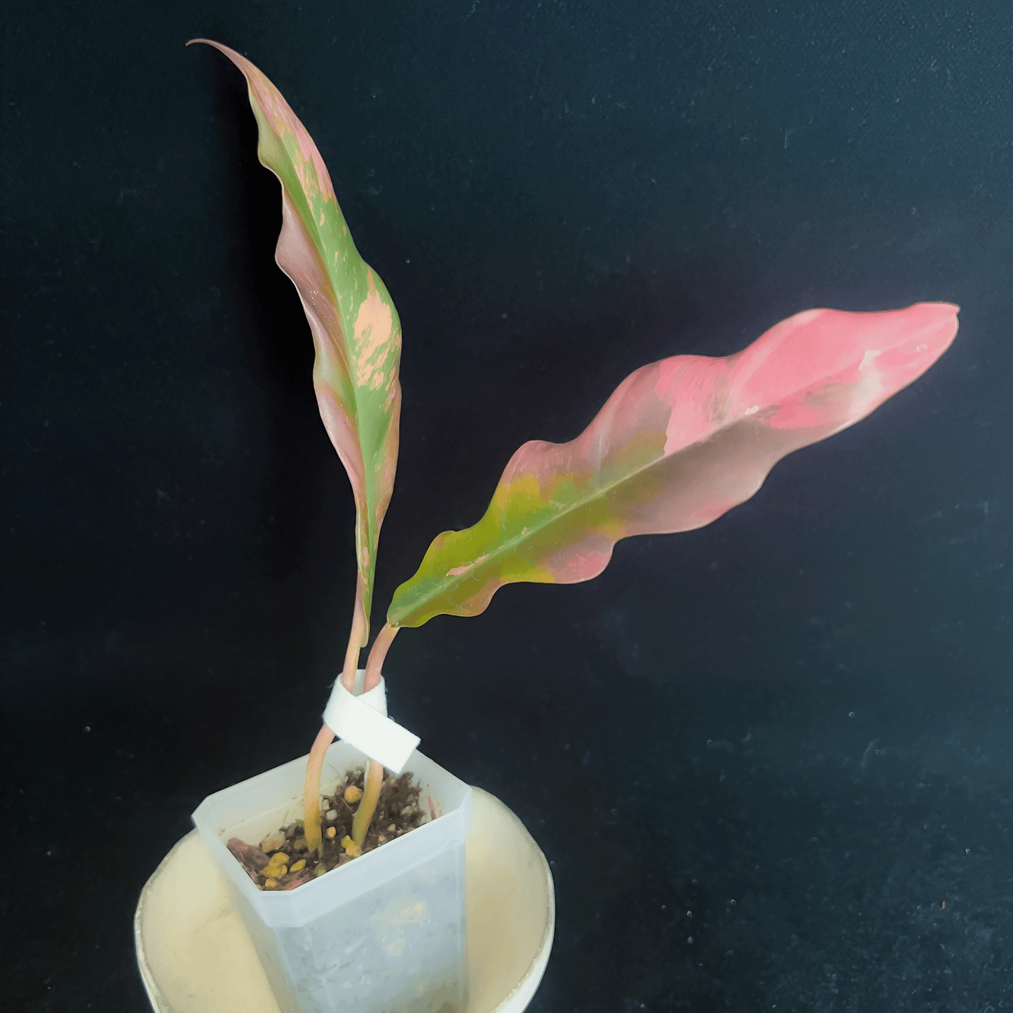 Philodendron Caramel Marble