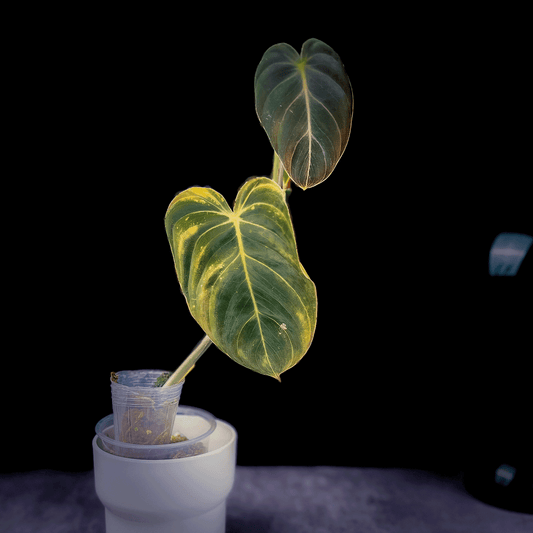 Final Sale: Philodendron Melanochrysum