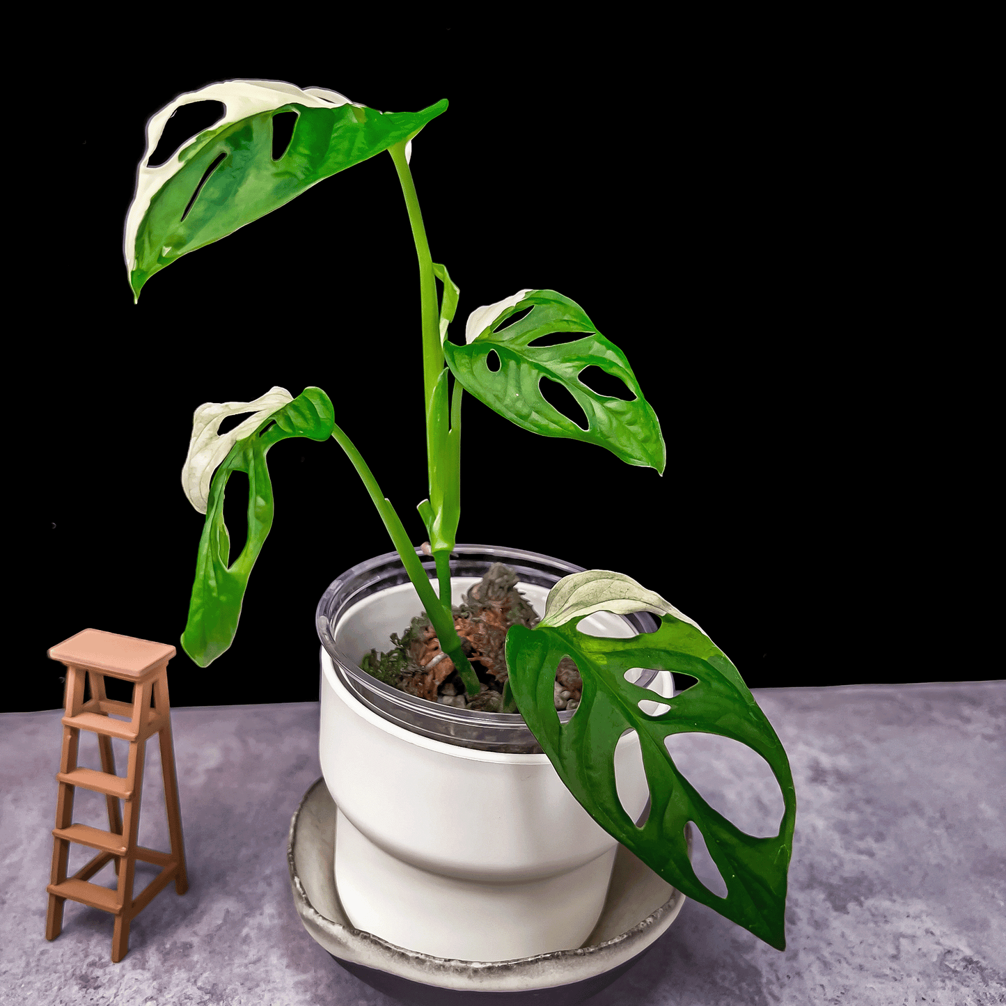 Monstera Adansonii Albo Variegated-protoleaf.ca