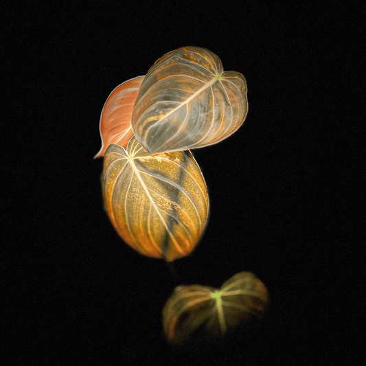 Philodendron Melanochrysum Variegated