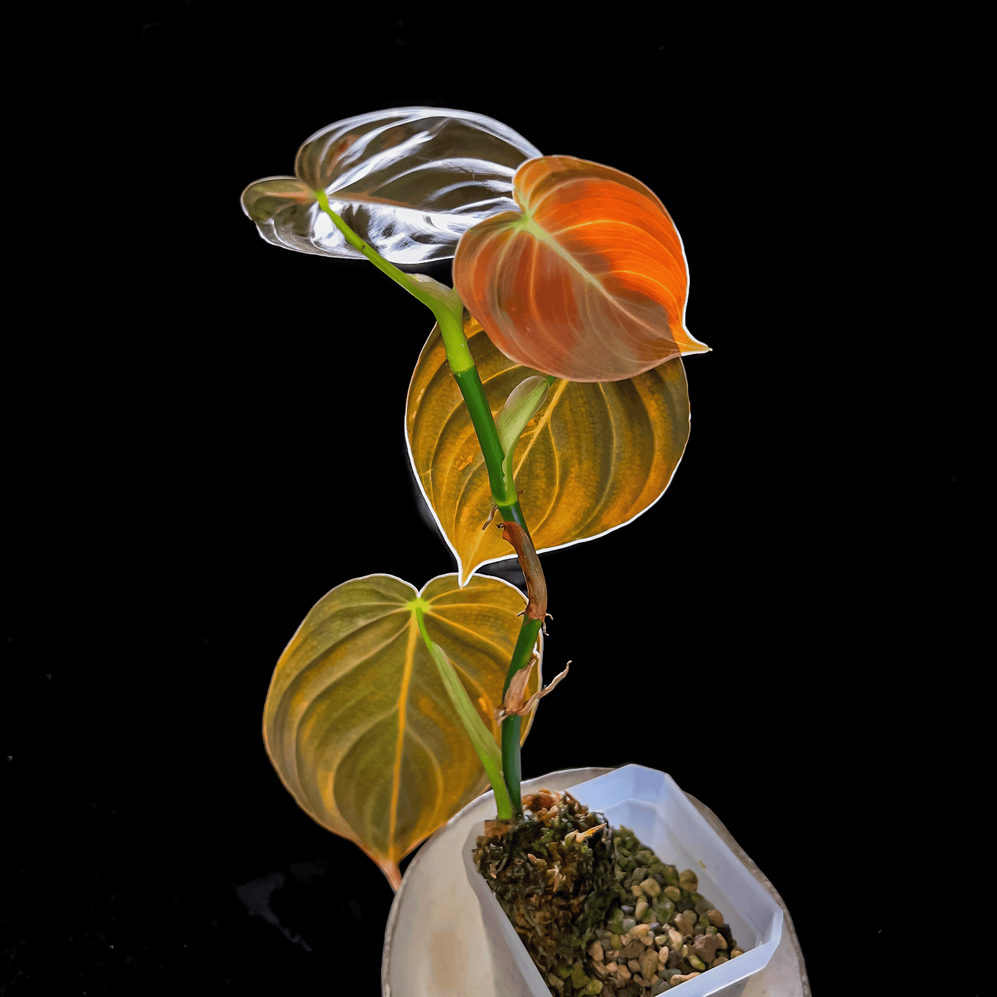 Philodendron Melanochrysum Variegated
