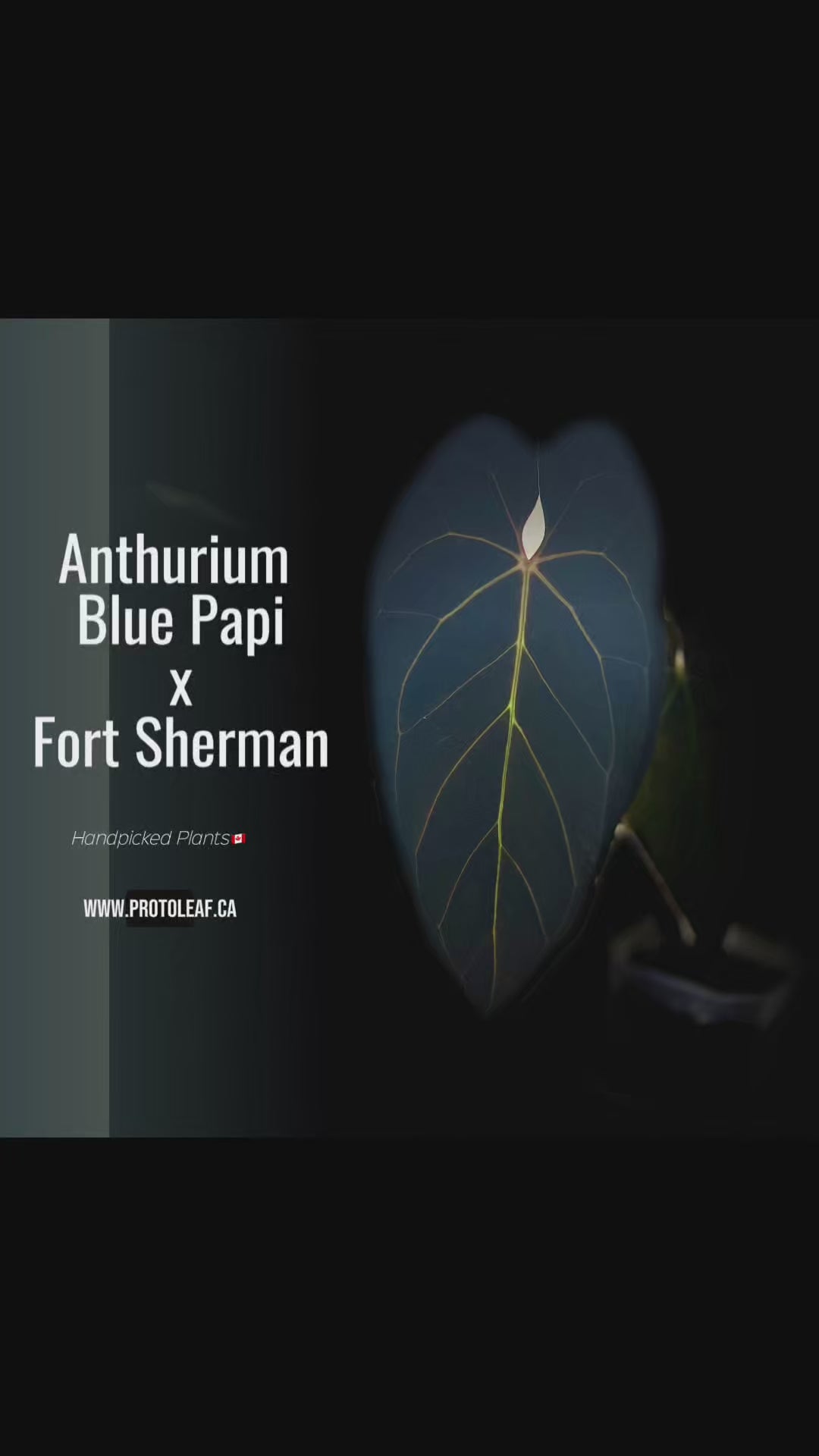 Anthurium Blue Papi X Fort Sherman