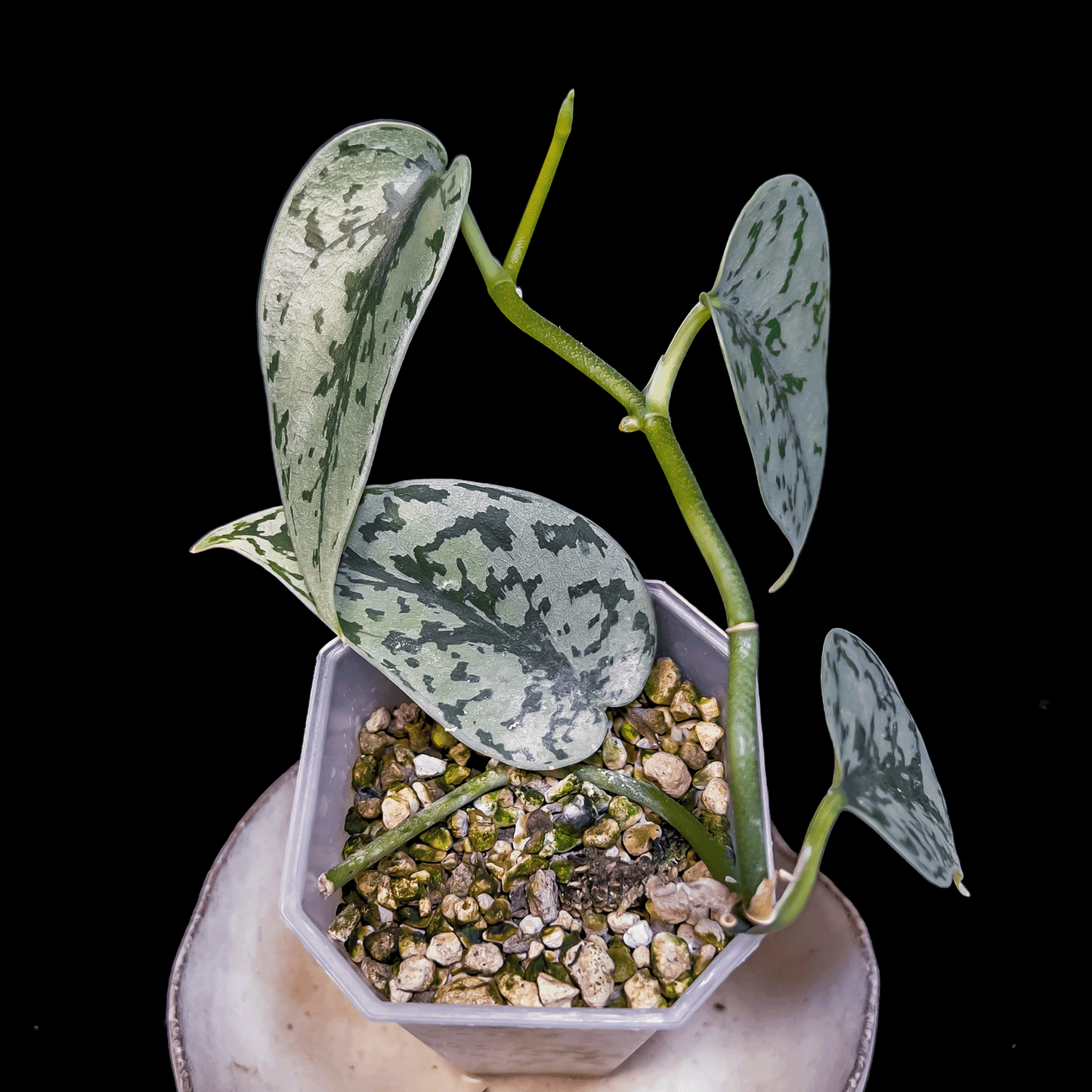 Scindapsus Silver Lady