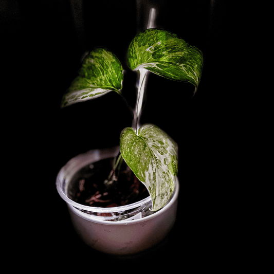 Rare Scindapsus Moonlight Marble