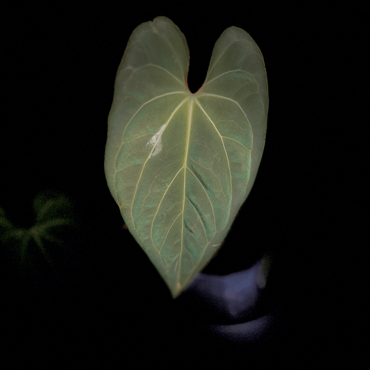 Anthurium Papillilaminum X1