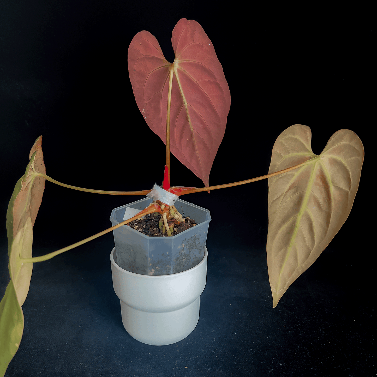 Anthurium Papillilaminum X1