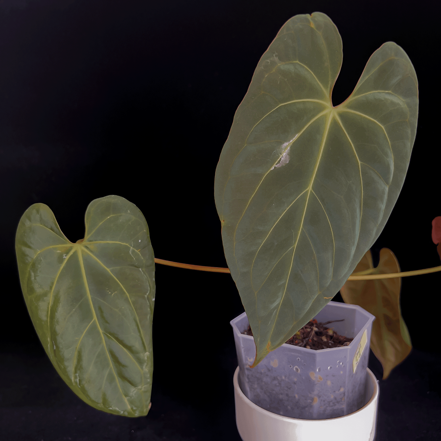 Anthurium Papillilaminum X1