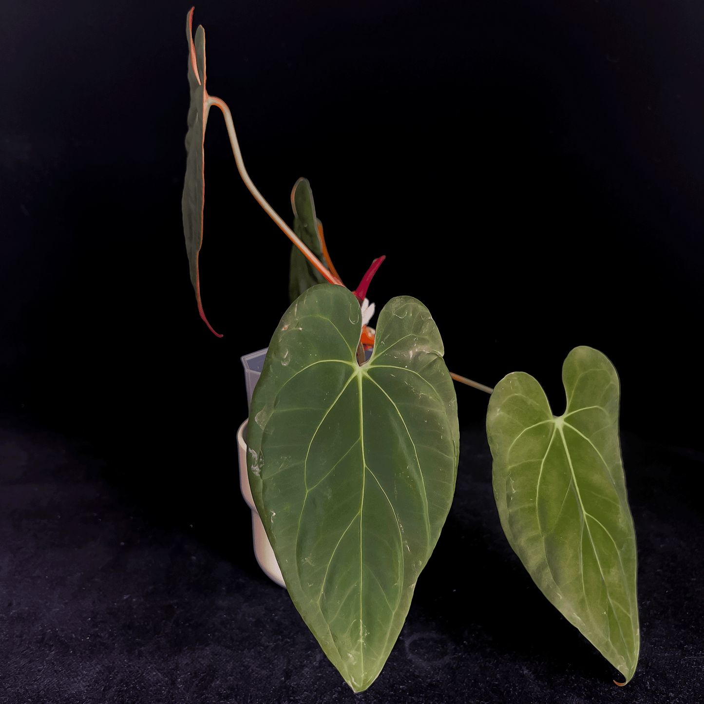 Anthurium Papillilaminum X1