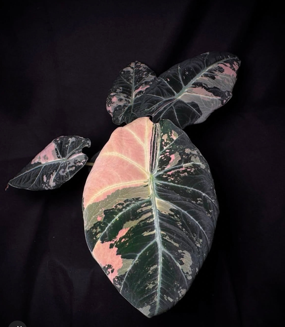 alocasia protoleaf plantstore