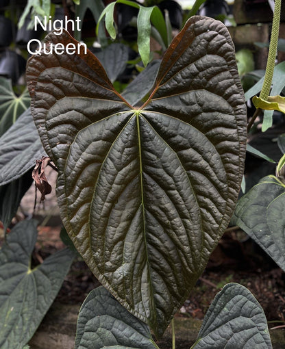 anthurium night queen Anthurium Night Queen