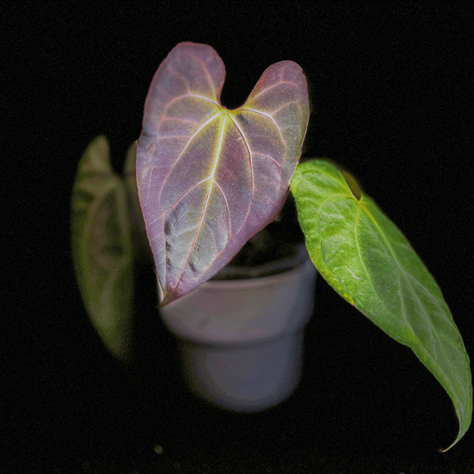 Anthurium AOS Hybrid