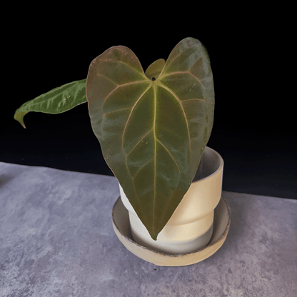 Anthurium AOS Hybrid