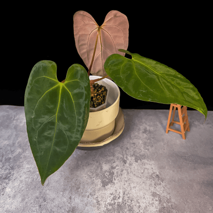 Anthurium AOS Hybrid
