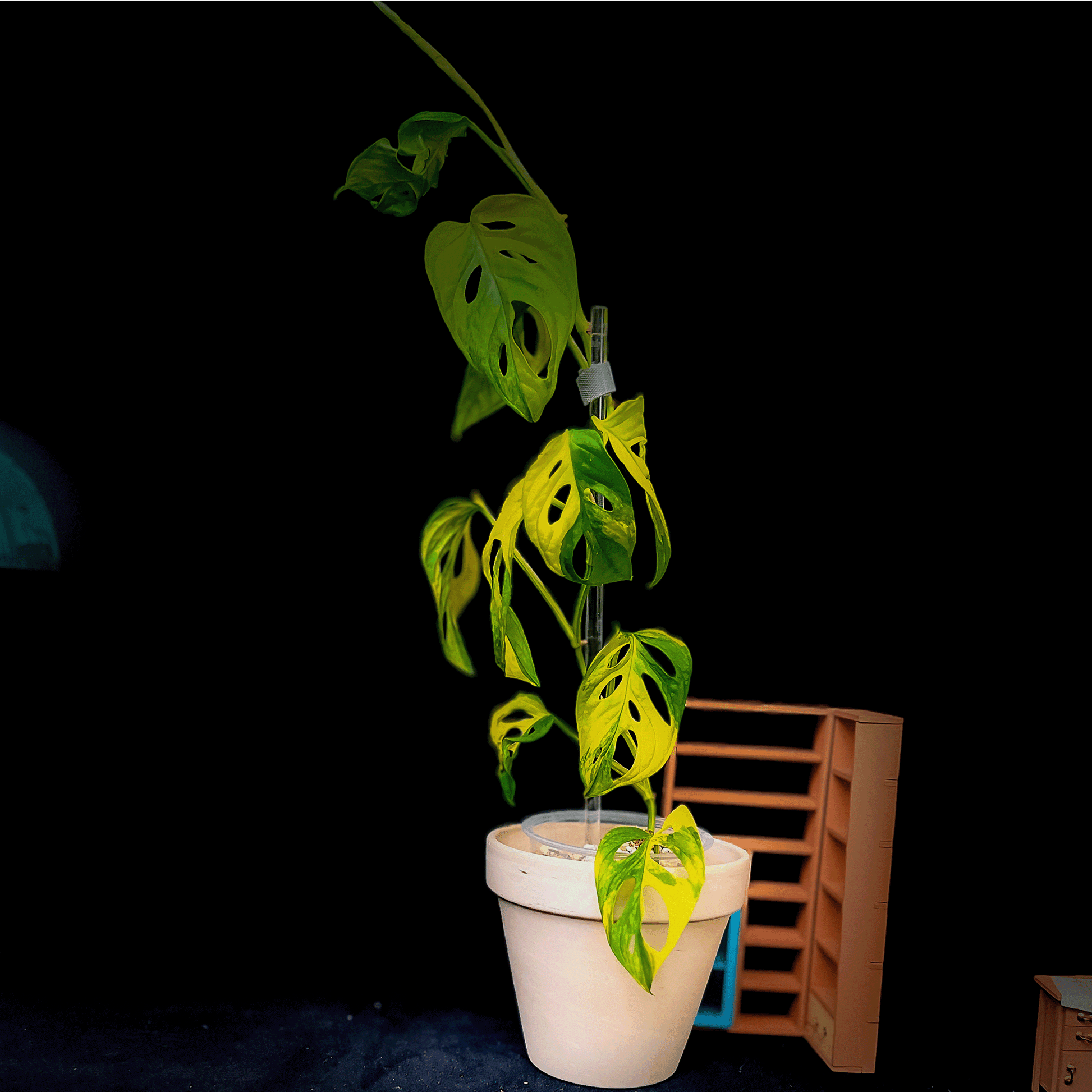 Monstera Adansonii Aurea Variegated